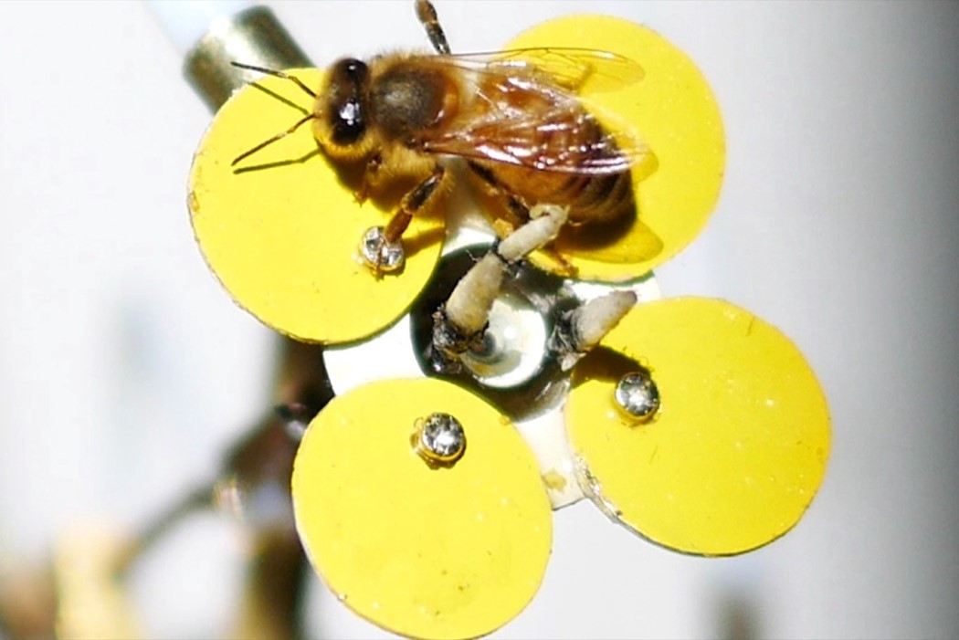 synthetic_pollinator_5